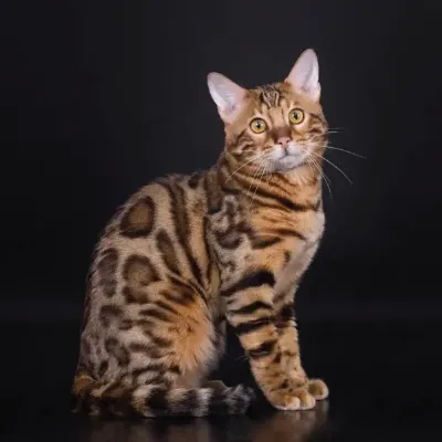 breed-image