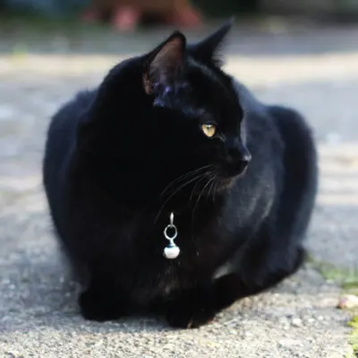 breed-image