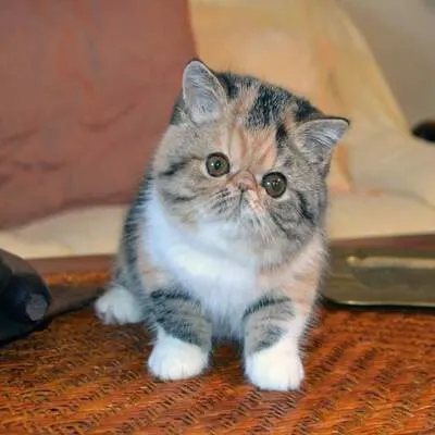 breed-image