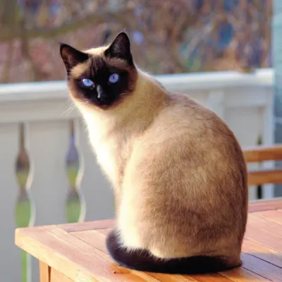 breed-image